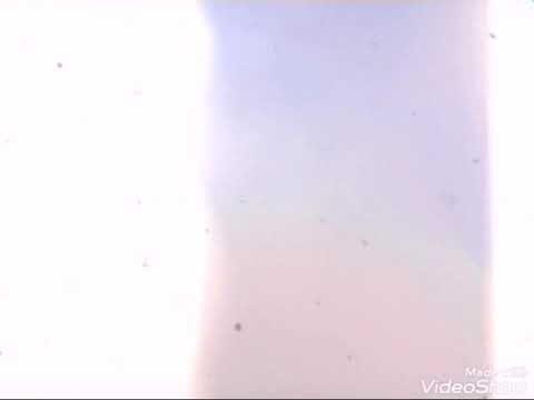 შენი მჯეროდა