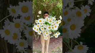 Daisy Flower Bouquet from our garden