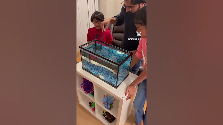 Fish tank setup #aquarium #fish #home - DayDayNews