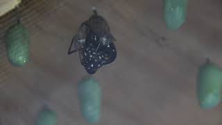 DSC 4649 Monarch emerging