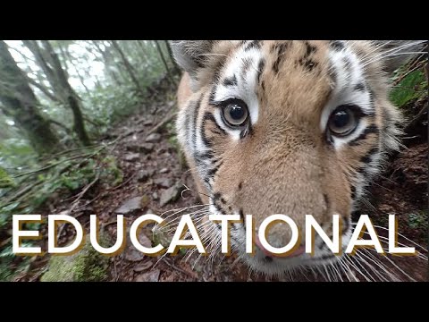 The Majestic Guardians of the Wild (TIGER DOCUMENTARY) - YouTube