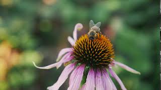 Honey Bee Pollinating A Flower - Free Stock Footage [NEEDVID]