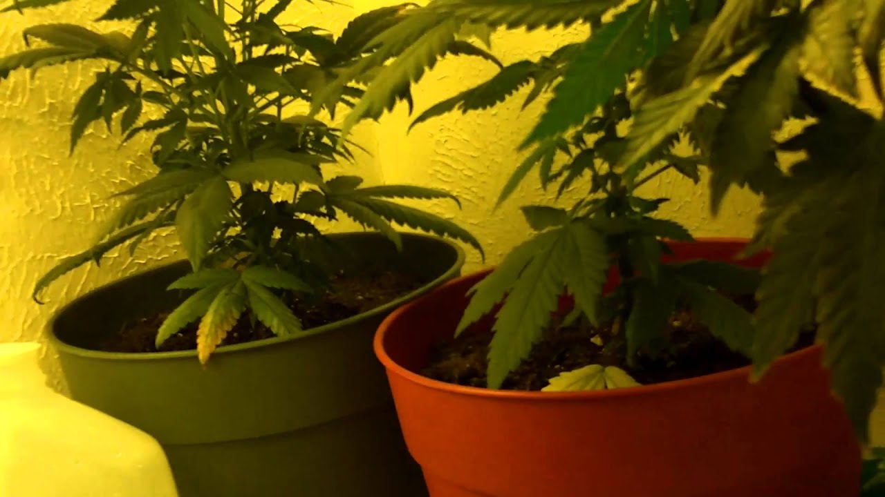 Bubblicious/Blue Mystic Closet grow