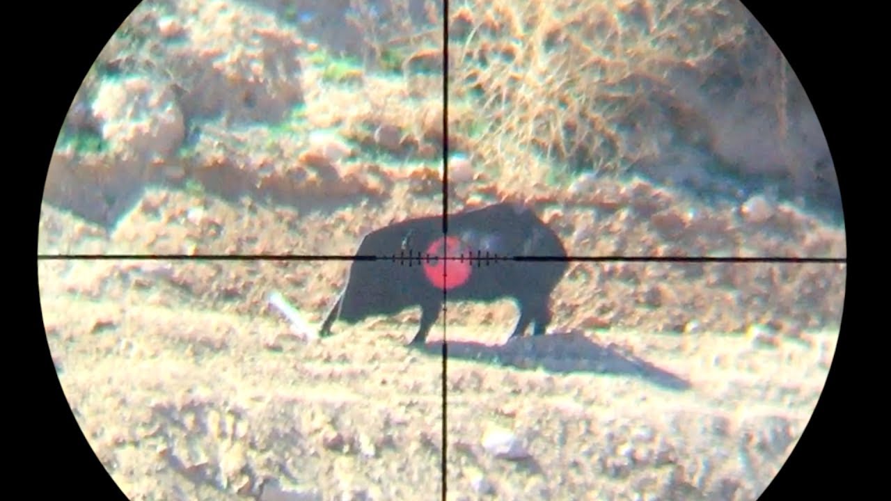 45 Caliber Air Rifle - Dead Pig - YouTube