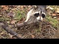 Z-Traps Dog Proof Raccoon Trap - Push Pull Trigger - Elusive Wildlife  Technologies
