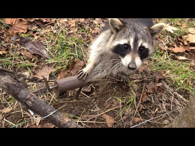 Raccoon get caught in a dp duke dog proof trap 