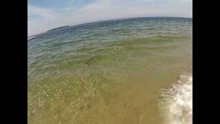 33" Striper Cranes Beach