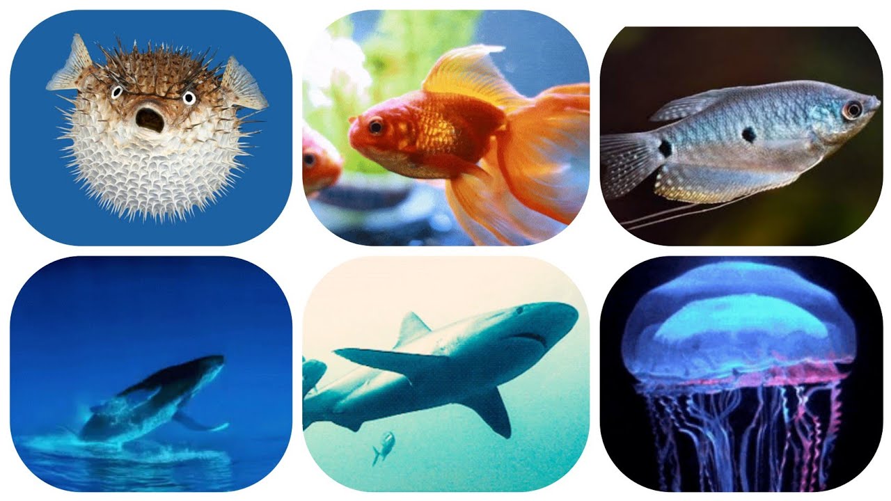 Fish Name Ll Fish Name With Picture For Kids YouTube Fish Name Ll Fish Name With Picture For Kids YouTube