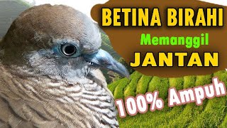 Perkutut BETINA birahi memanggil JANTAN .mp3 tanpa iklan FULL 1 JAM