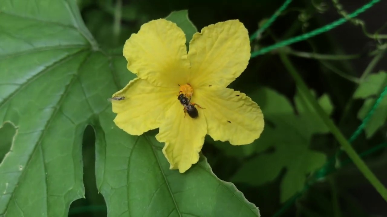 ゴーヤの花とちいさい虫と もっとちっちゃい虫 Youtube