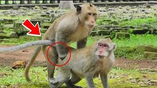 OMG!!!! Cute baby monkey and big big boom boom!!!!