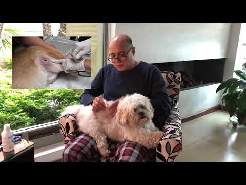 Absceso Canino hqdefault