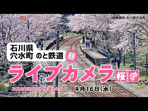【桜ライブカメラ】ソメイヨシノ／「石川県穴水町 のと鉄道」ライブカメラより/Cherry Blossom Live Camera　 2025年4月16日(水)  #桜  #さくら #ソメイヨシノ