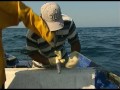Mexique : Pêche au calamar géant - Documentaire