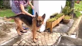 Walcott the german shepherd dog takes a shower