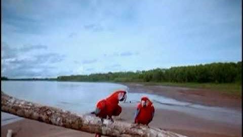 Hương Rừng Sắc Núi - Media 04