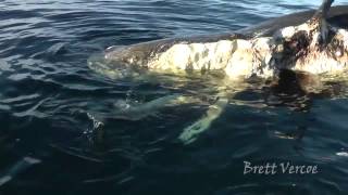 Пирующее безумство - пять акул едят кашалота(Зрелище не из приятных! Австралийский дайвер Бретт Верко и его жена сняли впечатляющее видео: пять четырехм..., 2015-09-09T17:55:27.000Z)