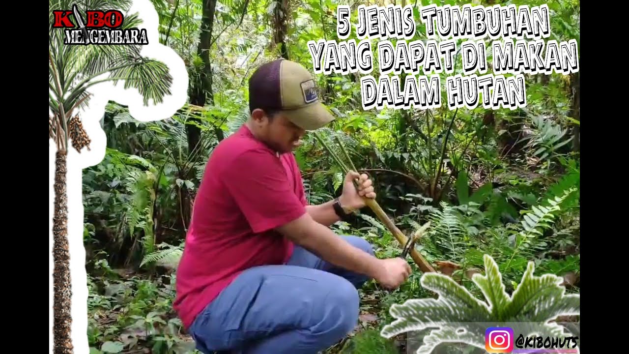 Mengenal jenis tumbuhan  di dalam hutan  YouTube