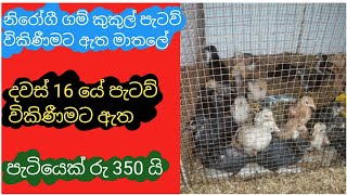 game chickens for sale / village chickens for sale in මාතලේ / gam kukul patau / new pet LK