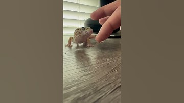 This gecko does not like to be touched