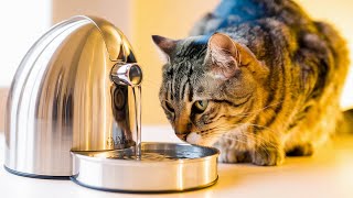 Cat Water Dispenser Should You Buy One Or Stick To A Bowl?