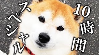 Sleeping Shibe's snort in front of a warm stove [10 hour special]