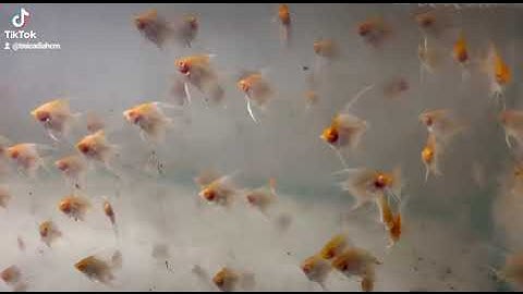 cá ông tiên koi ab I cá ông tiên đẹp