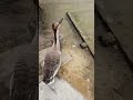 Update Amader nijer ak jura Raz-Has ,,💜 Nice duck Couple🎎