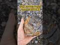 Big landslide produces a mega haul of jurassic #fossils