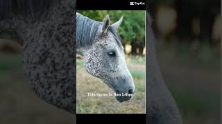 Let’s confuse the non equestrians lol 😂