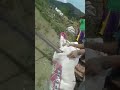 pagpadaloy ng mais