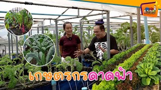 เกษตรกรดาดฟ้า - สูงเตี้ยเรี่ยดิน EP.112