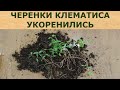 ЧЕРЕНКИ КЛЕМАТИСА УКОРЕНИЛИСЬ