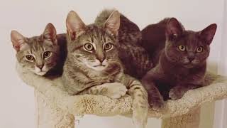 Kitten Trio: David, Michael, Helen Rose by HappyPurrs 14 views 4 years ago 28 seconds