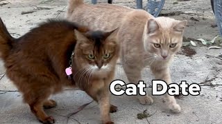 Summer the Cat Has a Treat Date With the Peach Kitty  #cats #catvideo