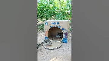 Easy Bird Trap - Quail Trap #simple bird trap #shorts