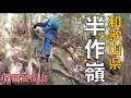【和歌山県田辺市】半作嶺✨前半穏やかで後半は険しい道になって雰囲気がガラリと変わる道でした(関西百名山)