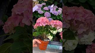 Огляд квітів і рослин з Епіцентру з цінами 🪴🛒
