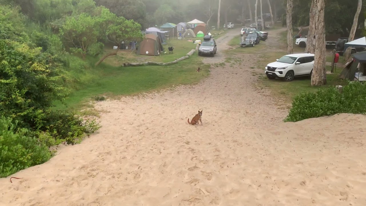 Treachery Camp Dingoes