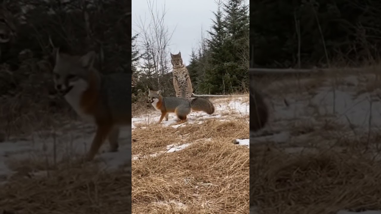 Incredible Moment a Lynx Stands Up to a Fox in the Snow