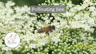 Pollinating Bee by Happy Wife Acres 82 views 10 months ago 47 seconds