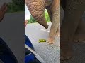 Este Elefante Guarda Las Sandías Para Sus Crías 😲❤️