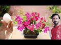 How to Easily make Bonsai Forest | Bougainvillea flower Bonsai for beginners