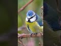 Eurasian Blue Tit Bird Singing