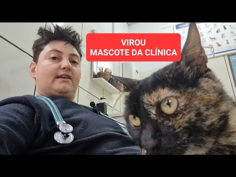 Vídeo: Razões para um gato perdendo peso