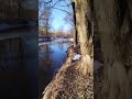 река Кривинка Бешенковичский район, весна, тает лёд