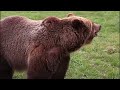 Bitterroot bears: Montana Fish, Wildlife & Parks tackles human-bear conflicts in the Bitterroot