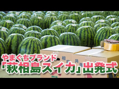 萩相島スイカ出発式(2024年5月29日)日本海の太陽と温暖な潮風を受けて育った「萩相島スイカ」の出荷が始まりました!!  #萩市 #japan