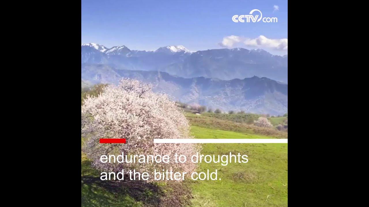 Blooming apricot blossoms in China's Xinjiang| CCTV English