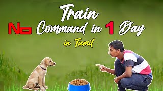 How To Train NO Command  In 1 Day | Very Easy Training in  Tamil